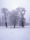 Trees Covered in Snow, Yosemite National Park, USA Photographic Print by Lee Foster