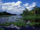 Orinoco Delta Landscape, Delta Amacuro, Venezuela, Photographic Print