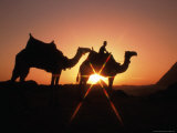 Camels and Pyramids in Background, Cairo, Egypt Photographic Print by Casey Mahaney