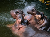 Hippopotamuses at Singapore Zoo, Singapore Photographic Print by Manfred Gottschalk