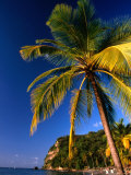 Palm Tree On Shore. , Soufriere, St Lucia Lámina fotográfica por Jeff Greenberg Palm Tree On Shore. , Soufriere, St Lucia Lámina fotográfica por Jeff Greenberg