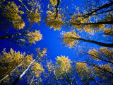 Looking Up at Aspen Grove, Telluride, USA Photographie par Woods Wheatcroft