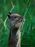 California Ground Squirrel (Spermophilus Beecheyi) In Grasslands., Yosemite NP, California, U.S.A. Lámina fotográfica por David Tomlinson California Ground Squirrel (Spermophilus Beecheyi) In Grasslands., Yosemite NP, California, U.S.A. Lámina fotográfica por David Tomlinson