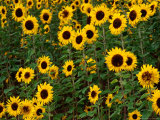 Field of Sunflowers, Auli, Uttar Pradesh, India Photographic Print by Richard I'Anson