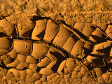 Mud Drying in Heat, Death Valley National Park, USA Photographic Print by Cheryl Conlon