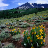 Field of Arrowleaf Balsom Root Plants with Mt. Parker Behind, USA Fotografie-Druck von Wes Walker