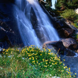 Wildflowers in front of waterfall, Sierra Nevada, Ansel Adams Wilderness Area, U.S.A. Lámina fotográfica por Wes Walker Wildflowers in front of waterfall, Sierra Nevada, Ansel Adams Wilderness Area, U.S.A. Lámina fotográfica por Wes Walker