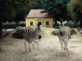 A Pair of Zebras Standing in Front of a Typical Yellow Maria-Theresa Animal House, Vienna, Austria Photographic Print by Diana Mayfield