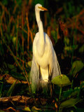 Great White Egret (Casmerodius Albus) in Breeding Plumage, India Photographic Print by David Tipling