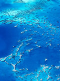 Aerial View of Lagoon South, New Caledonia Photographic Print by Jean-Bernard Carillet