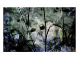 POM Lámina fotográfica por Alexis Bond