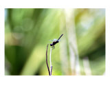 Dragonfly Photographic Print by Cb Roberts