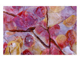 Autumn Color Leaves Under Ice Photographic Print by Ray Vaughn