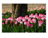 Tulip Photographic Print by Beryl Wu