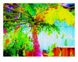 Fruitful Papaya Tree Photographic Print by Randi Bailey