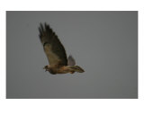 Cry Of The Hawk Photographic Print by Donna Ridgway