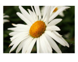 My Daisy Fotografisk trykk av Brandy Brink