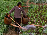 Woman Irrigating Crops, Guilin, China Photographic Print by Nicholas Pavloff