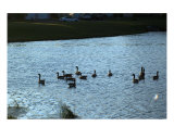 Geese On The Water Photographic Print by Mark Banks-golub