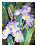 Irises Photographic Print by Saga Sabin