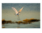 Heron Liftoff Photographic Print by Frank Tozier