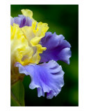 Curly Blue And Yellow Iris Photographic Print by Frank Tozier