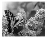 Swallowtail And Lilacs Photographic Print by Andrea Ferguson