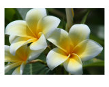 Plumeria Photographie par Patrice Warner