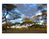 Swala Dusk Photographic Print by M. Dang