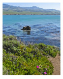 A Rock In A Kelp Bed Photographic Print by Ting Ting Lee