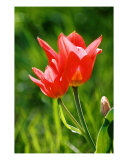 Toronto Tulip Photographic Print by Steve Karol