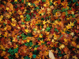 Fallen Autumn Leaves, Kyoto, Japan Photographie par Frank Carter