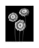 Gerbers Photographic Print by Jeff Stasney
