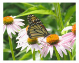 Monarch Butterfly On A Cone Flower Photographic Print by Bill Berggren