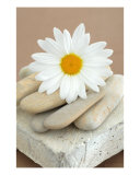 Basics Photographic Print by Elena Ray