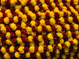 Marigolds for Sale at Flower Market, Kolkata, India Photographic Print by Richard I'Anson
