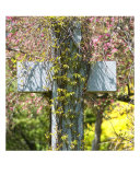 Cross Photographic Print by Mary Lane