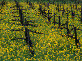 Detail of Pruned Vines and Mustard Blossoms, Napa Valley, USA Photographic Print by Nicholas Pavloff
