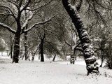 Queens Park Manchester in the Winter Photographic Print