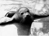 Seal Photographic Print