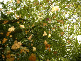 Early Autumn in Northern Ireland Photographic Print