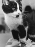 A Nervous Looking Kitten Lámina fotográfica A Nervous Looking Kitten Lámina fotográfica
