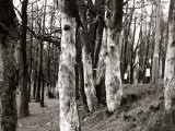 Dutch Elm Tree Photographie
