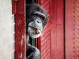 Chimpanzees Photographic Print