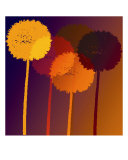 Dandelion Clocks Fotografie-Druck von Peter Valente