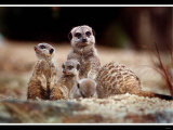 New Baby Meerkats at Edinburgh Zoo, September 1999 Photographie