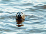 Braer Tank Disaster, a Seal Struggles in the Oily Film Oil in Water Ship Accident, January 1993 Photographic Print