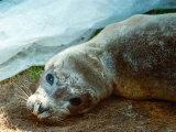 Peeps the Baby Seal Recovering from Killer Virus at the Norfolk Rescue Centre, July 1989 Photographic Print