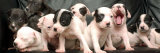 Puppy Love Photographic Print