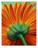 Sunflower 2 Photographie par Balthus Taurog
